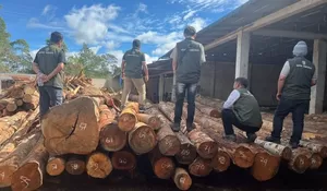 Kemenhut sita kayu ilegal loging di wilayah Sumatera