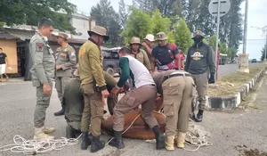 Aceh Jaya  gencarkan razia ternak di jalan raya,  begini sangsinya jika tertangkap