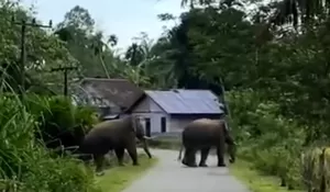 Gajah liar masuk pemukiman warga di Aceh Barat