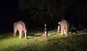 Warga Bener Meriah panik, gajah kembali masuk kampung 