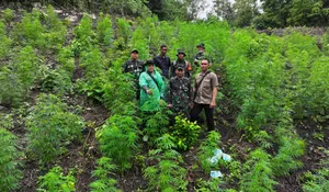 Kodim 0101/Kota Banda Aceh temukan ladang ganja 2,5 hektare, di sini lokasinya