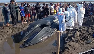 KKP tangani paus bungkuk sepanjang 7 meter terdampar di Bali