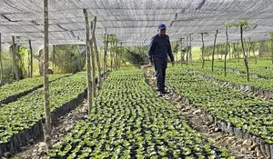4 juta bibit kopi untuk daerah terdampak, penyaluran tunggu sertifikasi