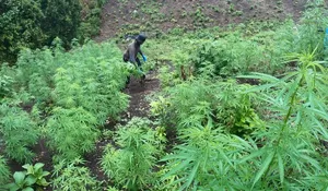 TNI cabut dan bakar tanaman ganja di pegunungan Aceh Besar