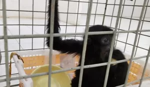 Kemenhut ungkap modus perdagangan Siamang lewat jasa kurir daring 