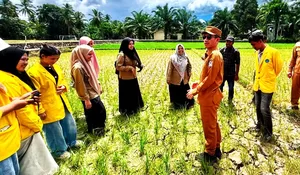 Sawah di Aceh Barat menggering, begini solusi pemerintah