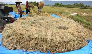 Hasil panen menurun dampak kemarau
