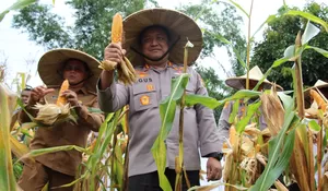 Aceh Barat panen jagung, begini kata Kapolres