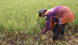 Padi gagal panen untuk pakan ternak