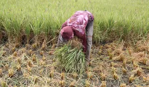 Petani Aceh Besar panen padi bukan untuk beras tapi jadi pakan ternak 