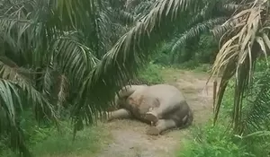 Gajah mati di lahan sawit Aceh Tamiang, begini reaksi BKSDA