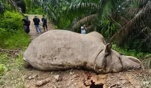 BKSDA identifikasi Gajah Sumatera mati di Aceh Tamiang