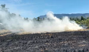 Kebakaran lahan sawah ancam padi siap panen