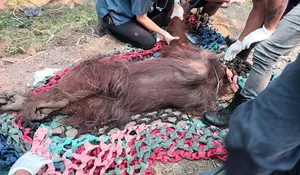 BKSDA evakuasi orangutan terpapar asap karhutla di kebun sawit