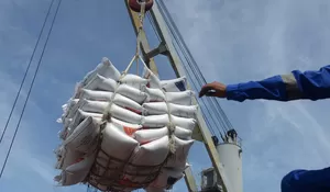 Produksi beras nasional meningkat, segini proyeksinya  hingga September 2026