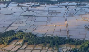 Optimalisasi 450 ha sawah rusak terdampak bencana di Gayo Lues 