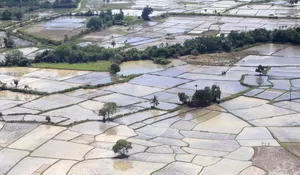 Aceh optimistis pulihkan 40.852 ha sawah terdampak bencana hidrometeorologi