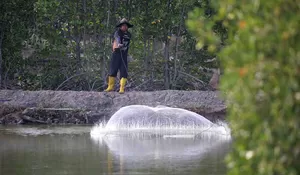 Hutan manggrove pesisir Banda Aceh terancam hilang
