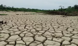Ternyata ada lahan sawah terdampak bencana di Aceh belum direhabilitasi