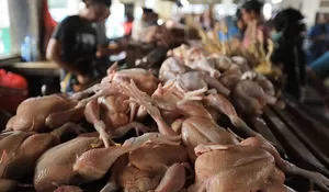 Akibat stok berkurang, harga ayam potong melejit naik di Banda Aceh