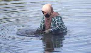 Panen tiram di waduk pengendalian banjir