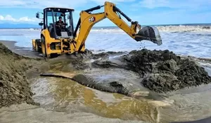 Bangkai Hiu Paus akhirnya dikubur di pantai Aceh Barat Daya