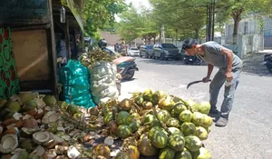 Kelapa muda  paling dicari warga Banda Aceh, ada apa?