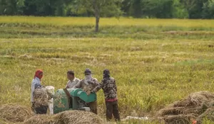 Memasuki musim panen, harga gabah turun dari sebelumnya di Aceh