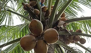 Keahlian panjat pohon kelapa