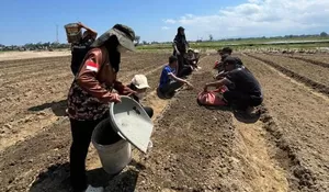 Capaian pemulihan sawah terdampak bencana di Pidie, sudah ada yang ditanami padi