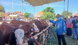 Isu Kekurangan Daging Sapi Dibantah, Pemprov Lampung Ungkap Data Surplus