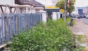 Halaman Kantor PT LJU Dipenuhi Rumput Liar