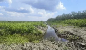 Dugaan Mafia Tanah Ancam Hutan Mangrove Rokan Hilir