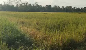 Sawah Retak, Padi Menguning! Kekeringan Ancam Petani Bulukumba Gagal Panen