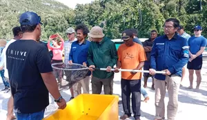 Anakan Hiu Belimbing Dilepasliarkan di Raja Ampat