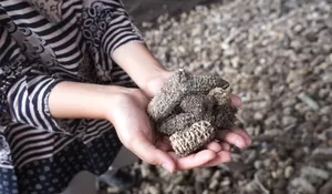 Gunakan Biomassa, PLN Hasilkan Listrik Bersih 575,4 GWh