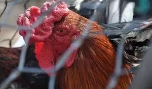 Antisipasi Flu Burung, Mantan Direktur WHO Ingatkan 5 Hal