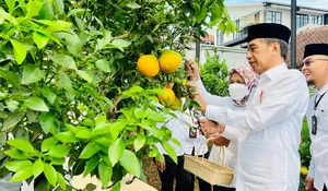 Presiden Jokowi Kagumi Manajemen Pertanian Pondok Pesantren Al-Ittifaq