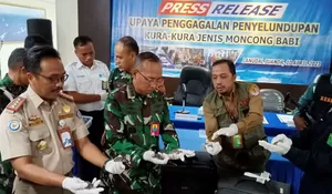 Sebanyak 5.632 Labi-labi Moncong Babi akan Diselundupkan ke Vietnam Berhasil Digagalkan