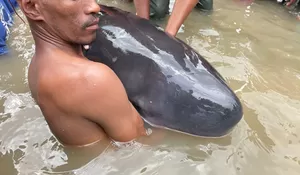 Tak Sampai Sebulan, 10 Paus Terdampar di Perairan NTT, 4 dalam Keadaan Mati