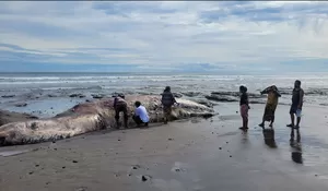 KKP Imbau Masyarakat Tidak Manfaatkan Minyak dari Paus yang Telah Mati