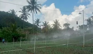 Program Electrifying Agriculture PLN Mampu Tekan Biaya Operasional Petani Bawang di Enrekang Sulsel Hingga 75 Persen