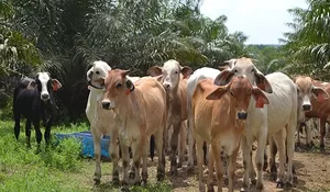 Keragaman Konsumsi Pangan Melalui Sumber Pangan Hewani Asal Ternak