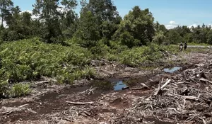 Kebakaran Hutan, Robohnya Lumbung Pangan