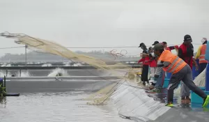 Besok, Wapres akan Panen Udang Hasil BUBK Milik KKP di Kebumen