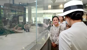 Tinjau Pusat Pembiakan Panda di Chengdu, Ibu Iriana: Lucu Sekali Gaya Tidurnya