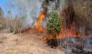 Si Jago Merah Hanguskan 40 Hektare Hutan di Flores Timur NTT