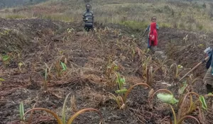 Hadapi Bencana Kekeringan di Papua Tengah, Puan: Pemerintah Perlu Siapkan Solusi Jangka Panjang