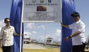 Kolaborasi dengan Pemda, KKP Bangun Modelling Rumput Laut di Wakatobi