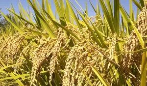 Nona Sari Setia: Imbauan Tak Makan Nasi Warga Flores Timur